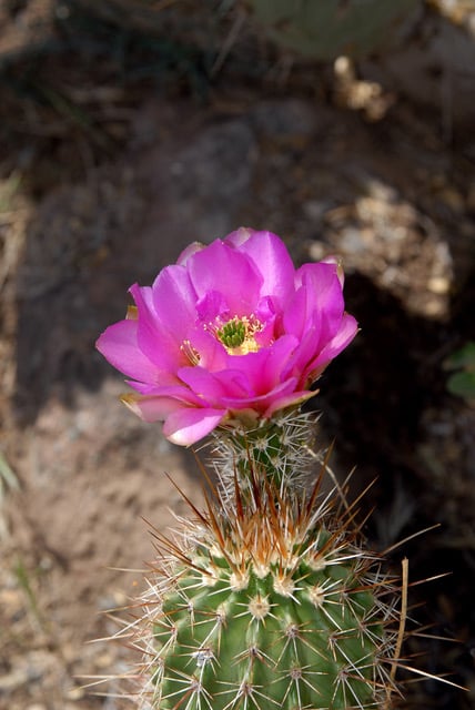 Behold Our Beautiful Cactus!