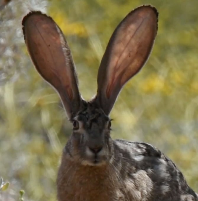 Jumpin’ Jack Flash: The Jackrabbits’ Tale