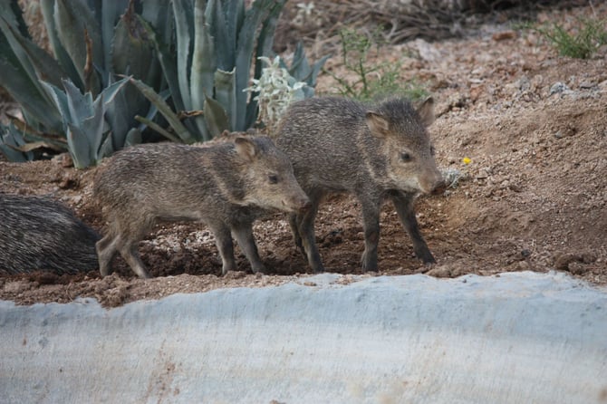 Peccaries, Not Pigs, Please!