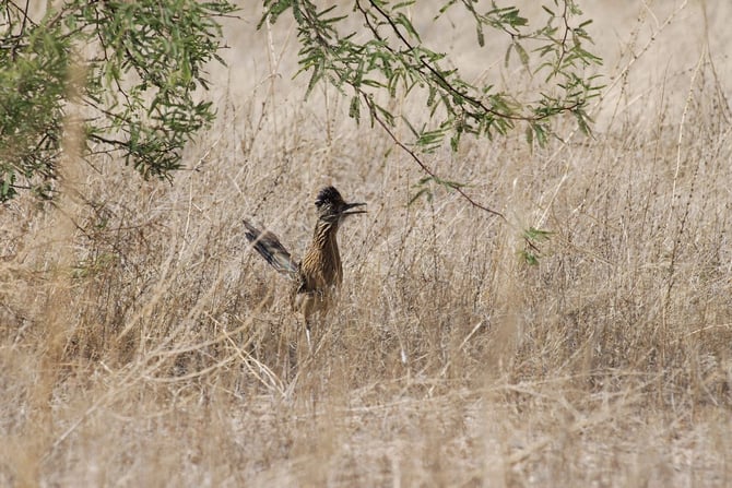 Wiley Coyotes and Resolute Roadrunners