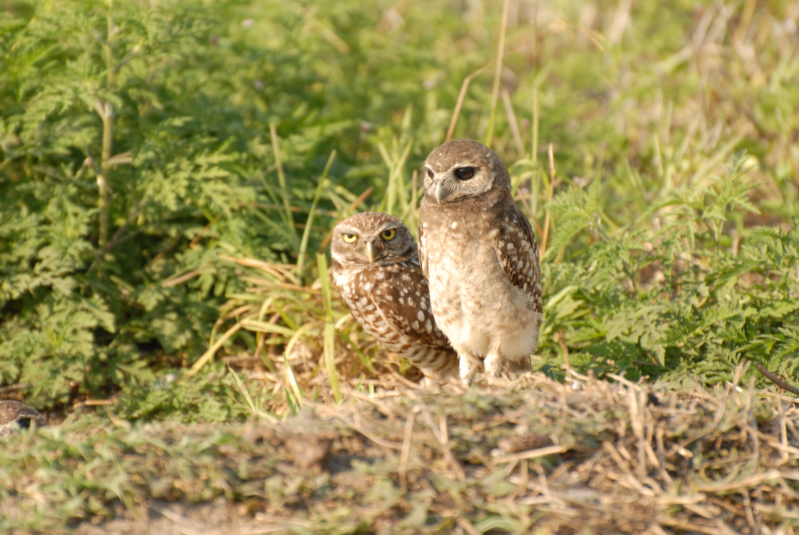 Don’t Miss Our Burrowing Owls