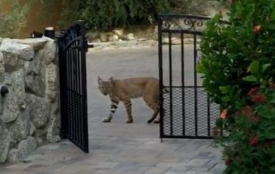 Bobcats in Our Backyards